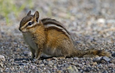 Chipmunk