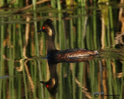 Eared Grebe