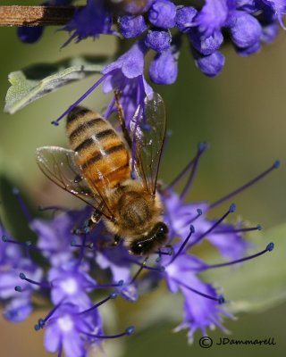 European Honey Bee on Caryopteris