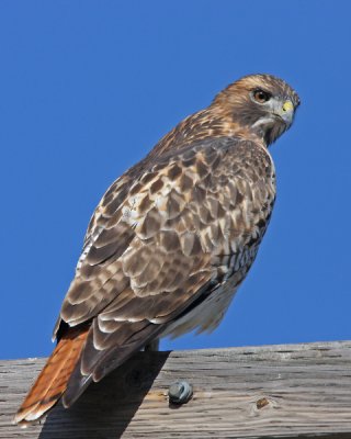 Red-tailed Hawk