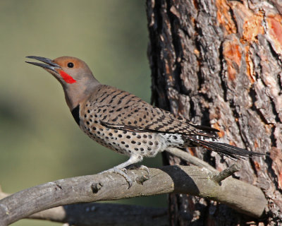 Northern Flicker (Male)