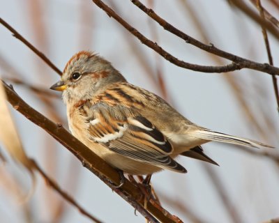 American Tree Sparrow