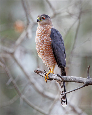 Cooper's Hawk
