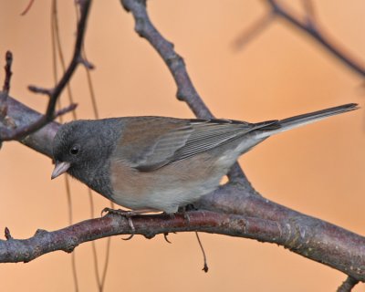 Dark-eyed Junco