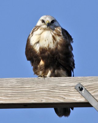 Rough-legged Hawk