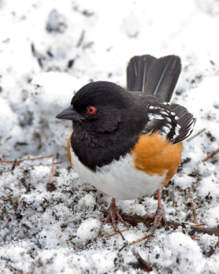 Spotted Towhee