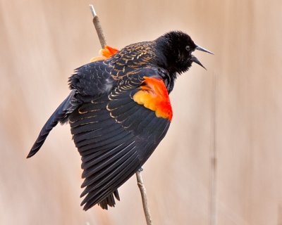Red-winged Blackbird