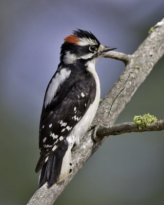 Downy Woodpecker (male)