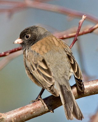 Dark-eyed Junco
