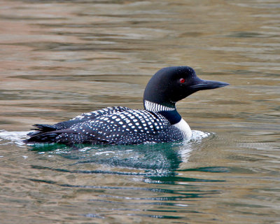 Common Loon