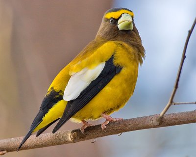 Evening Grosbeak