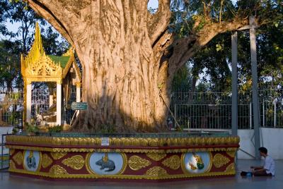 by the Bodhi tree