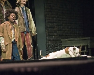 Bullseye, played by Buddy, makes his bow at curtain call of Oliver!