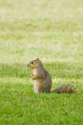 Eastern Fox Squirrel