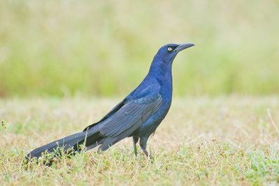 Male Great-tailed Grackle