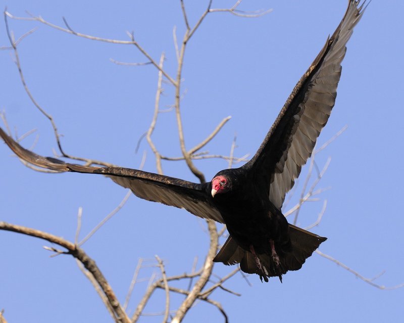 Turkey Vulture