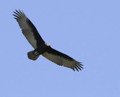 Turkey Vulture - Immature