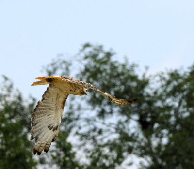 Redtail into the Trees
