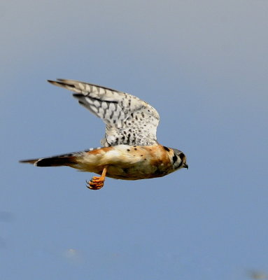 Kestrel Launch