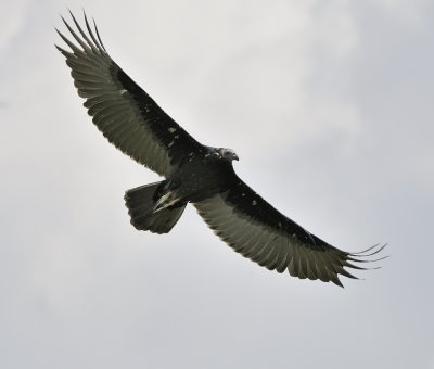 Turkey Vulture - Immature