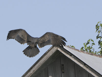 Turkey Vulture - Immature