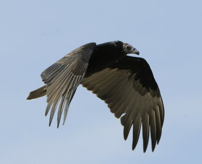 Turkey Vulture - Immature