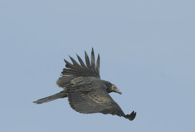 Turkey Vulture - Immature