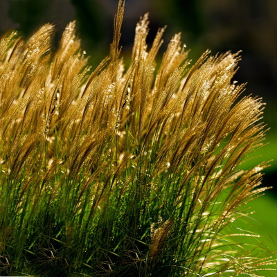 Windblown Glittering Grasses