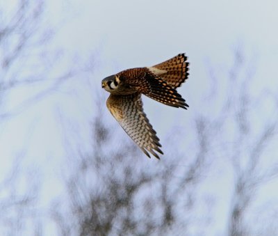 American Kestrel