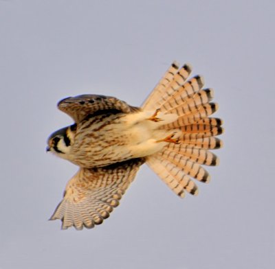 American Kestrel