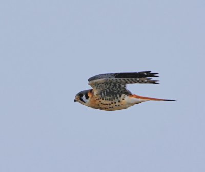 American Kestrel.. Male