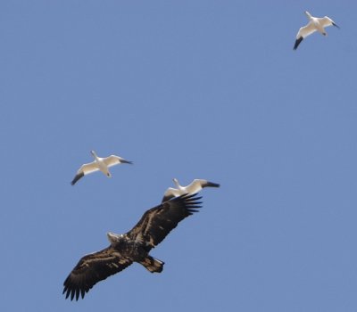 Eagles & Snow Geese.. Nature Entwined (3 Images)