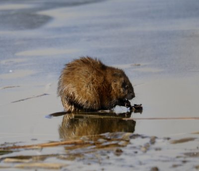 Squaw Creek Muskrat