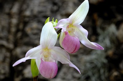 Lady Slipper Orchids