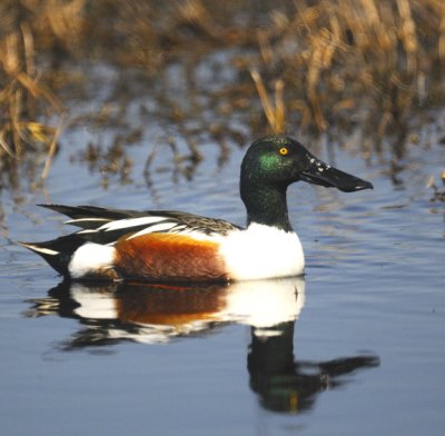 Northern Shoveler