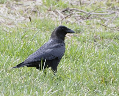 American Crow