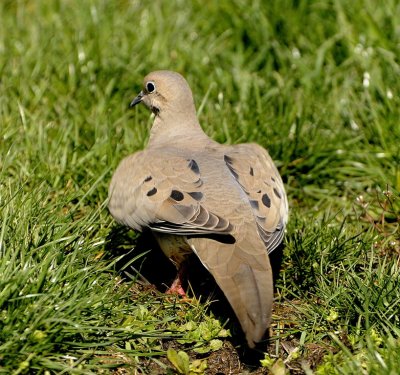 Easter Dove