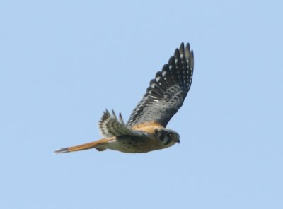 Male Kestrel (2)