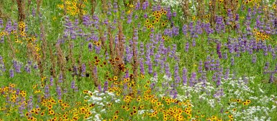 Kansas Prairie Wildflowers (2)
