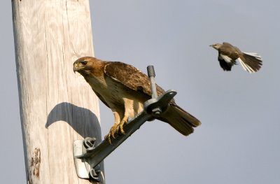 Redtail Hawk and Northern Mockingbird (2)