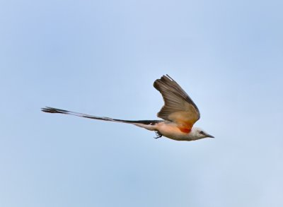 Scissortail Flycatcher