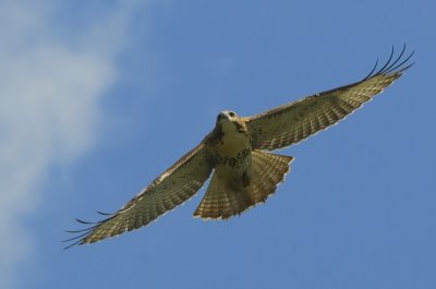 Incoming Redtail Hawk