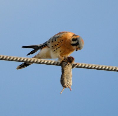 Kestrel & Fieldmouse