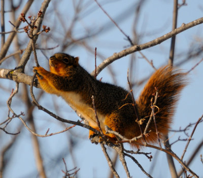 Reaching for the Buds