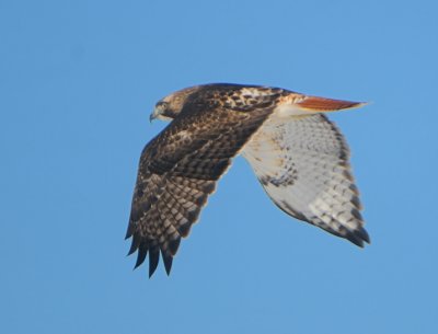 Redtail Hawk Flight (3)