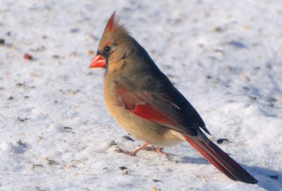 Female Northern Cardinal