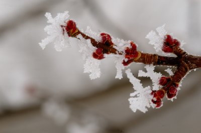 Frost growing on Buds