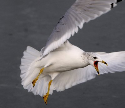 Unusual Gulls (5)