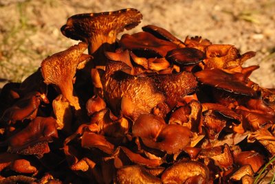 Fading Mushrooms