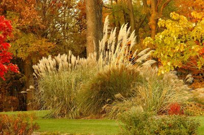 Grasses Galore